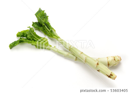 幹生菜 幹生菜 53603405