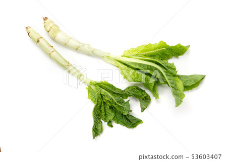 Stem lettuce 53603407