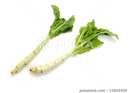 Stem lettuce 53603409