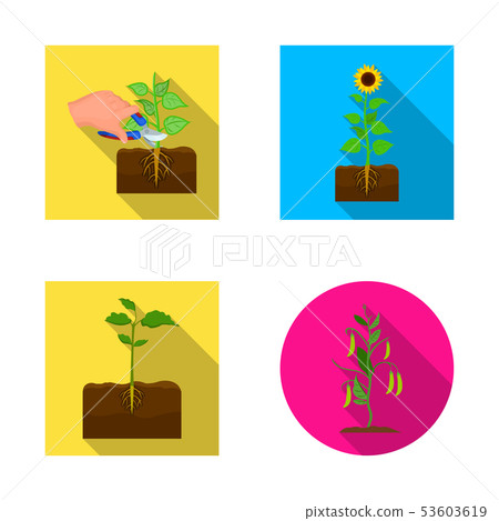 Vector design of plant and bean sign. Set of plant and process stock vector illustration. 53603619