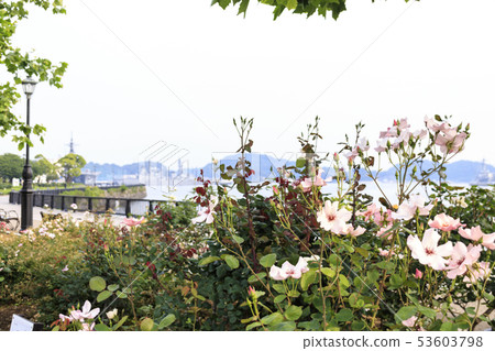 Verny Park(初夏) Verny Park(初夏) 53603798