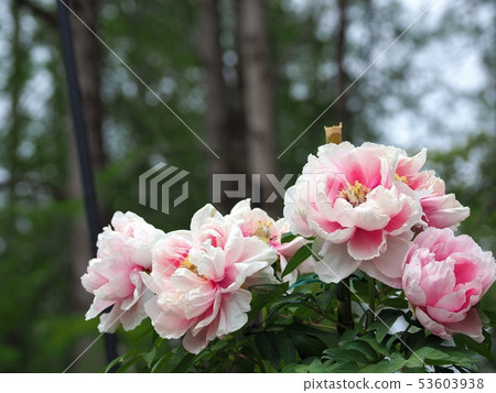 Elegant button in full bloom Elegant button in full bloom 53603938