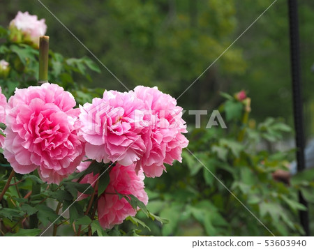 Elegant button in full bloom Elegant button in full bloom 53603940
