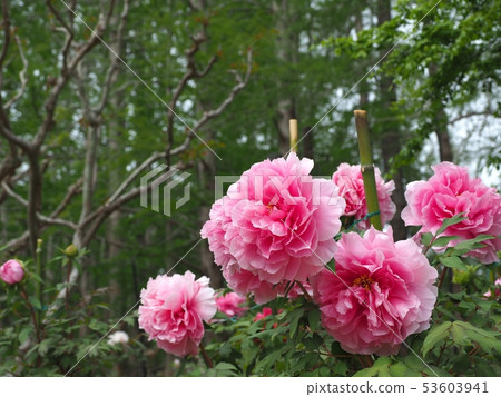 Elegant button in full bloom Elegant button in full bloom 53603941