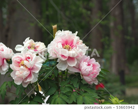 Elegant button in full bloom Elegant button in full bloom 53603942