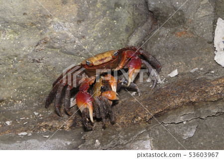 Akategani夫婦 53603967