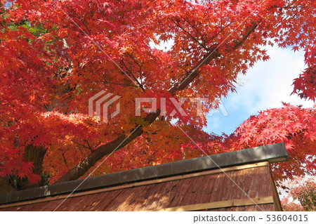 Expo Memorial Park ~ Panji · Great autumn leaves 53604015