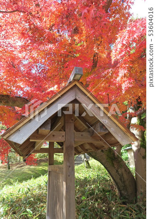 Expo Memorial Park ~ Panji · Great autumn leaves 53604016
