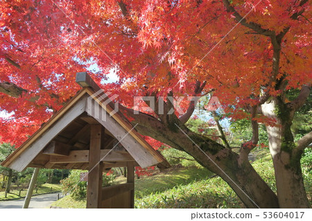Expo Memorial Park ~ Panji · Great autumn leaves 53604017