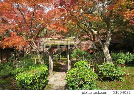 世博紀念公園〜潘吉·大秋葉 53604021