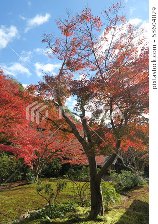 世博紀念公園〜潘吉·大秋葉 53604029