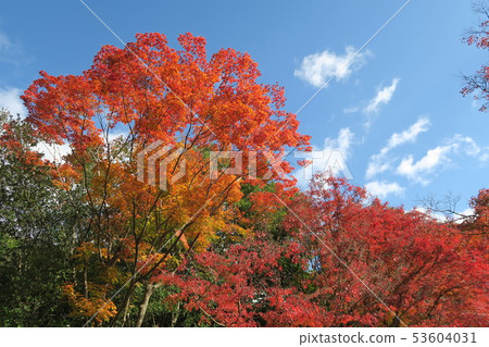 Expo Memorial Park ~ Panji · Great autumn leaves 53604031