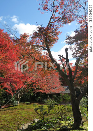 世博紀念公園〜潘吉·大秋葉 53604035