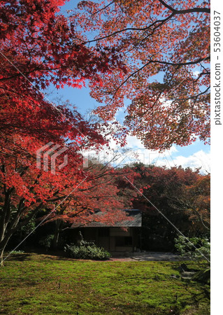 Expo Memorial Park ~ Panji · Great autumn leaves 53604037