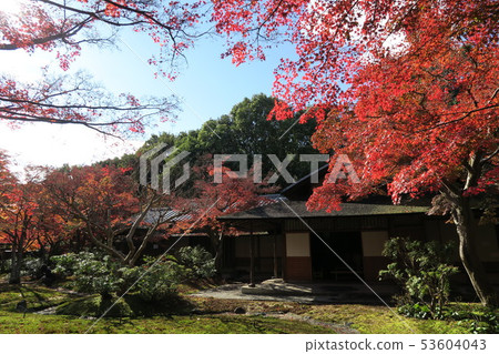 Expo Memorial Park ~ Panji · Great autumn leaves 53604043