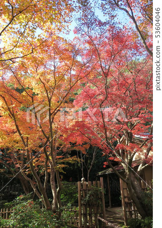 世博紀念公園〜潘吉·大秋葉 53604046