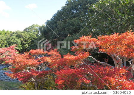 世博會紀念公園 - 日本花園的秋葉 -  53604050