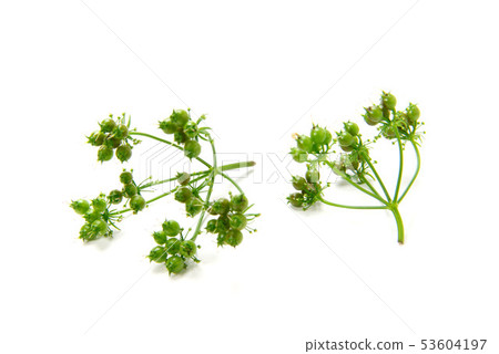 芫荽子 芫荽子 53604197