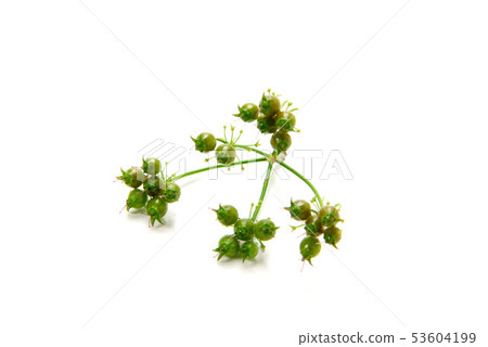 芫荽子 53604199