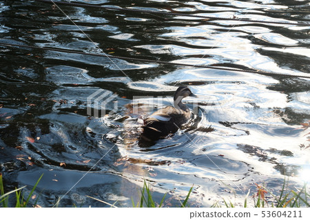 Duck of Inotoko pond 53604211