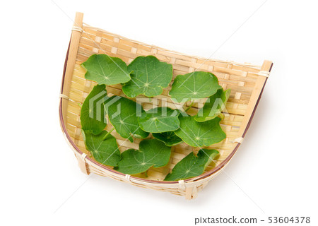 旱金蓮屬 53604378