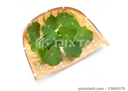 旱金蓮屬 53604379