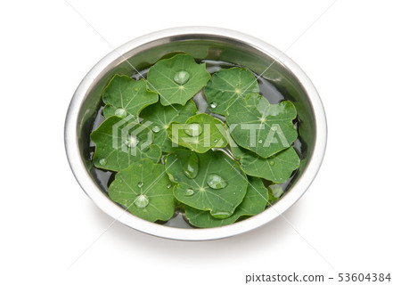 旱金蓮屬 53604384