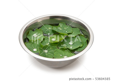 旱金蓮屬 53604385