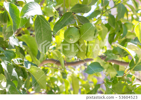 two green lemon on a branch two green lemon on a branch 53604523