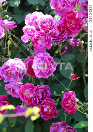 Early summer rose garden Early summer rose garden 53604532