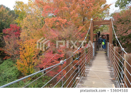 Expo Memorial Park-Autumn leaves of Solardo- 53604588