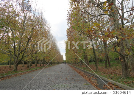 世博會紀念公園 - 西尾寺路的秋葉 53604614