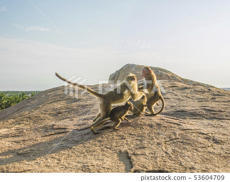 Monkey on rocky mountain Mahabalipuram Monkey on rocky mountain Mahabalipuram 53604709
