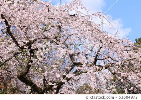 京都御苑的Kanae Bunjo住宅的廢墟的落櫻花 53604972