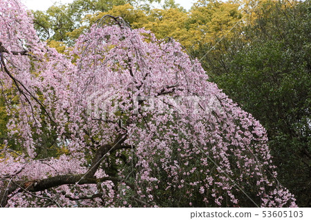 Weeping cherry blossoms at Kyoto Gyoen 53605103