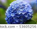 Hydrangea 53605256