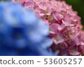 Hydrangea 53605257