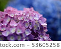 Hydrangea 53605258