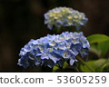Hydrangea 53605259