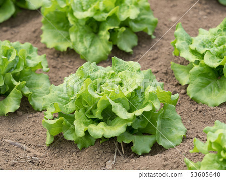Lettuce field Lettuce field 53605640