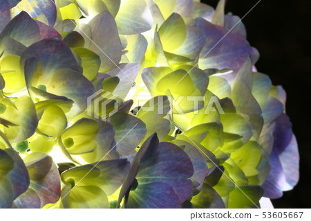 hydrangea   53605667