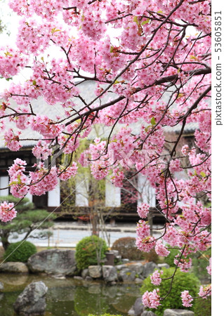 Sanjusangendo的Kawazu櫻花 53605851