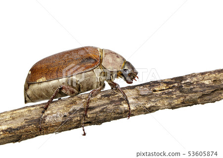 Image of cockchafer (Melolontha melolontha). Image of cockchafer (Melolontha melolontha). 53605874