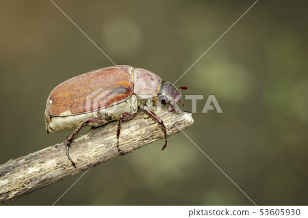 Image of cockchafer (Melolontha melolontha). 53605930
