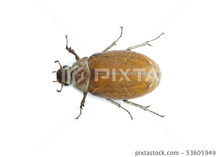 Image of cockchafer (Melolontha melolontha) Image of cockchafer (Melolontha melolontha) 53605949