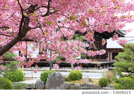 Sanjusangendo的Kawazu櫻花 53606023