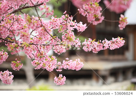 Sanjusangendo的Kawazu櫻花 53606024