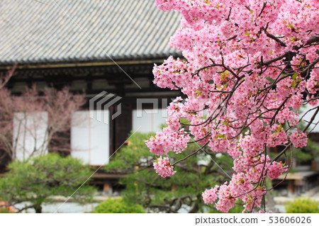 Sanjusangendo的Kawazu櫻花 53606026