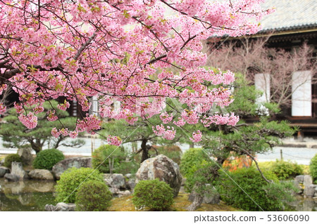 Sanjusangendo的Kawazu櫻花 53606090