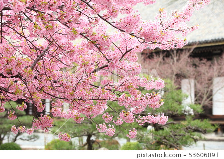 Sanjusangendo的Kawazu櫻花 53606091